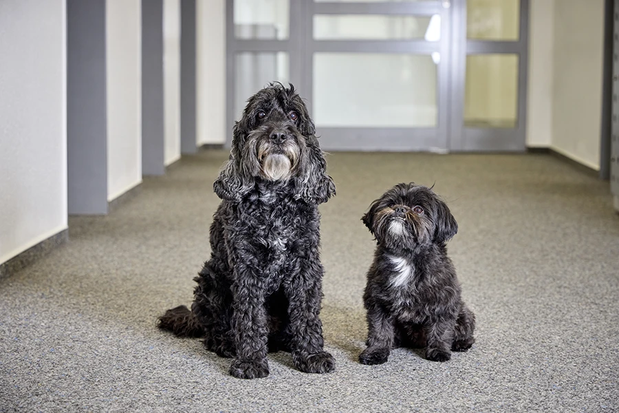 Portraitfoto von den Hunden Chubby und Gianni